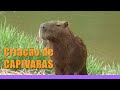 Como Criar Capivara