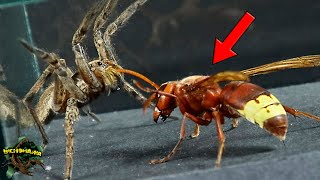 WATCH THIS! What would HAPPEN if an ASIAN WASP meets a GIANT SPIDER?