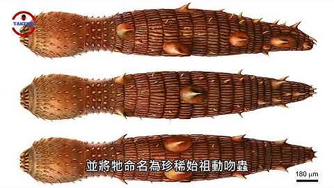 [生物放大鏡]入侵人類世界的"陰ㄐㄧㄥ"怪物 | 丁丁怪吃下安眠藥後會....| 全身帶刺噴出白色液體的恐怖生物 - 天天要聞