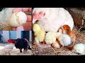 White aseel hen hatching eggs for first time  hen harvesting eggs to chicks  murgi chicks hatching