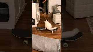 Funny cats  episode 130 #shorts