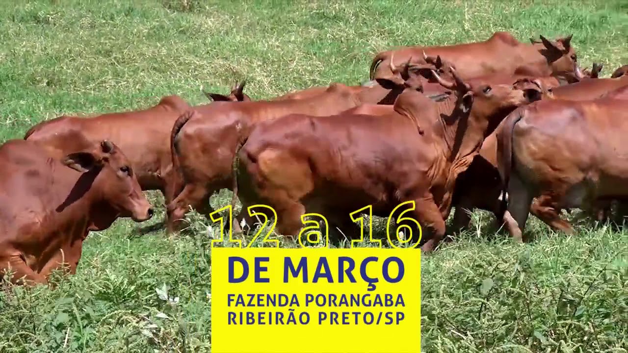 Resultado de imagem para Raças Guzerá, Sindi e Curraleiro