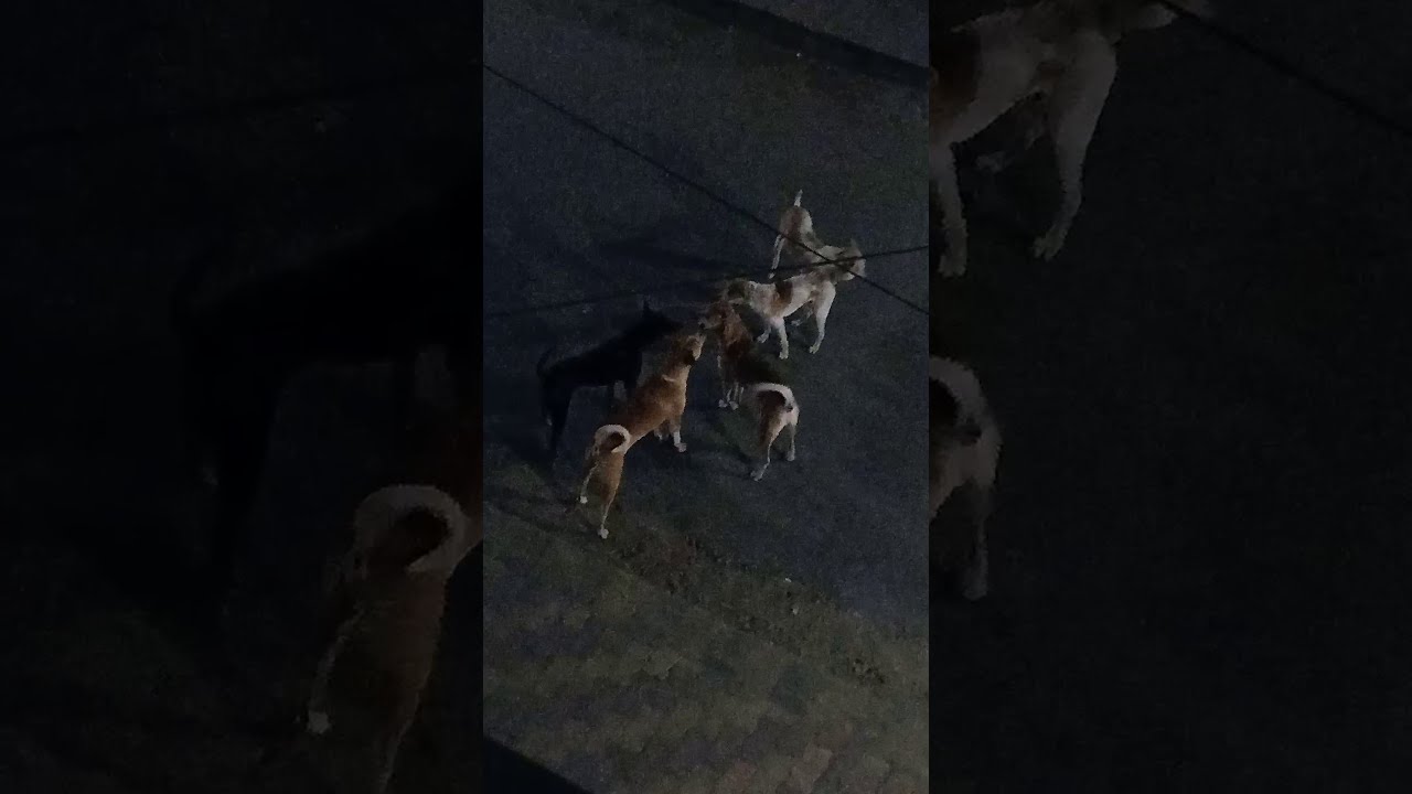 dog mating during fight