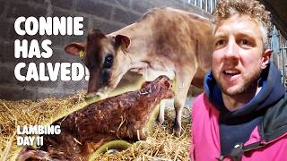 We’re dairy farming again! - Lambing 2026 - Day 11 screenshot 4