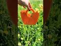 #starseverywhere #creative #plastic #recycling #art