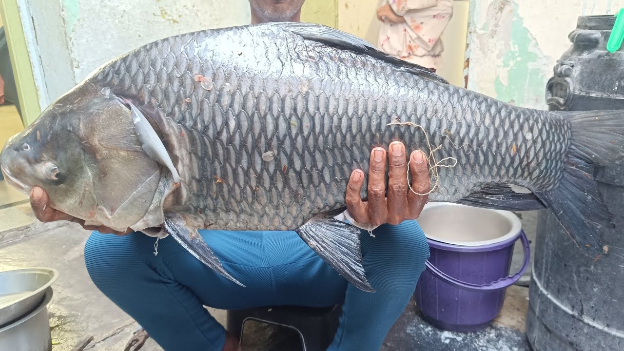 9KG KATLA BEST CATCHH BY AMJAD KHAN. MUST WATCH...