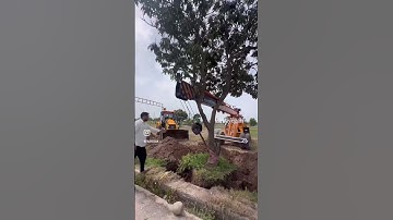 First successful tree transplant result video with proof after one month.