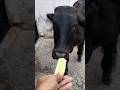 Feeding a hungry calf on the street! 🥺🥒 #shorts #cowvideos #viralshorts