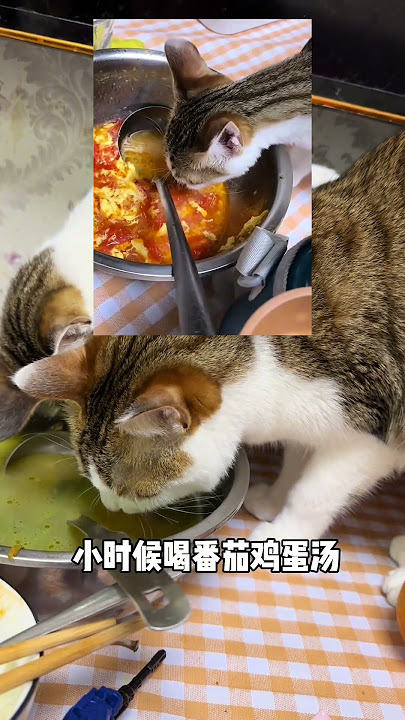 妈见打系列狼主打一个毫不客气 想吃就吃～萌宠出道计划 我和我的猫 偷吃猫咪