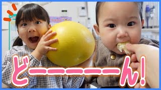 【超巨大フルーツ】なんじゃこりゃぁぁ😳😳でかすぎる‼️www