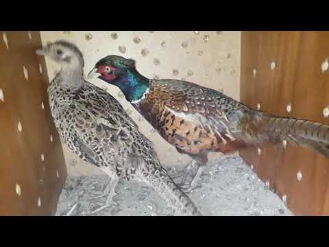 კოლხური ხოხბები