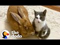 Rescued bunny turns into the best foster mom  the dodo