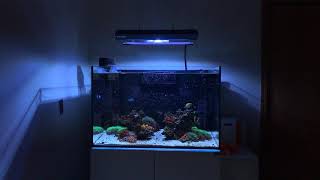 Fiji Cube 81