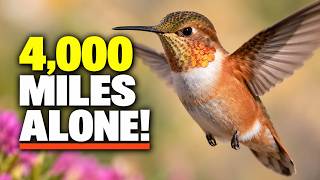 8 Amazing Hummingbird Migration Facts