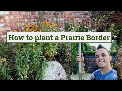 Video: Prachtige Prairiebloem. Kennis