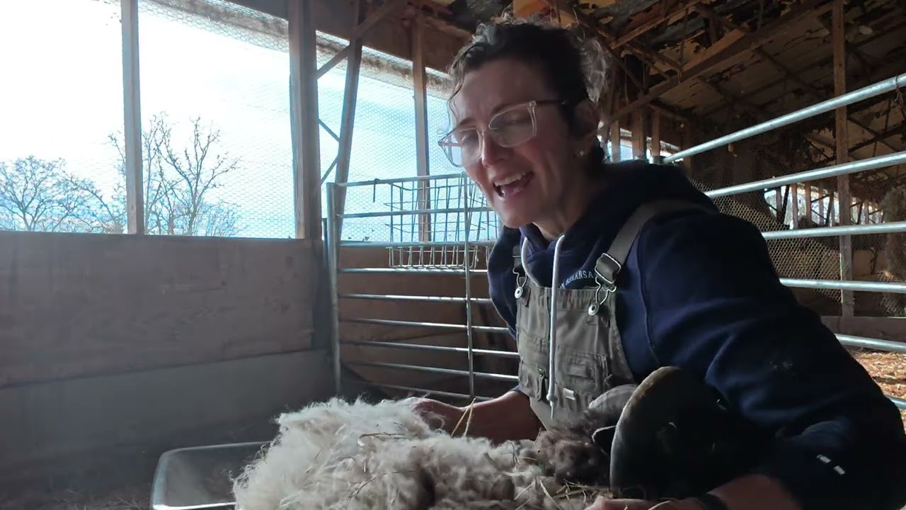 Watch me roo a Shetland ram! 🐏 