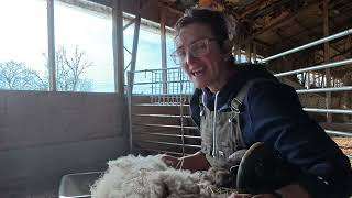 Watch me roo a Shetland ram! 🐏 