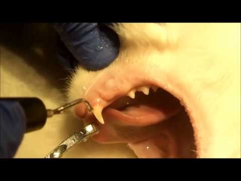 Βίντεο: Κάταγμα δοντιών σε γάτες