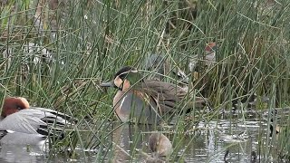 Baikal Teal - drake 28-Dec-2023