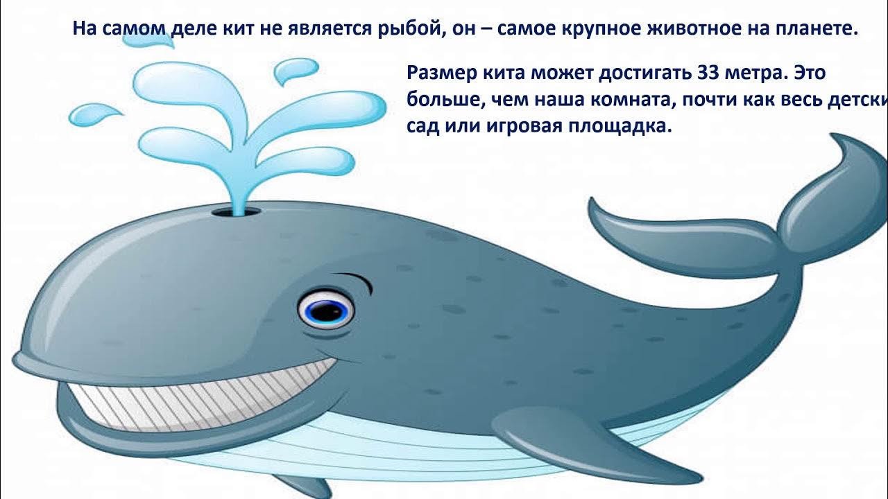 Где живет кит русский язык 1 класс. День китов и дельфинов в детском саду. Всемирный день кита для детей. День китов в детском саду. Кит для детей.
