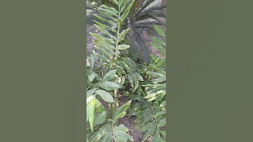 Greater Galangal Sprouting Kholinjan Alpinia Galanga Medicinal Brigadier Ka Bagh 