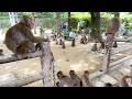 Sweet Potato Battle Among 1000 Monkeys! Plus a Hot Spring Hotel in Japan🍠🐒