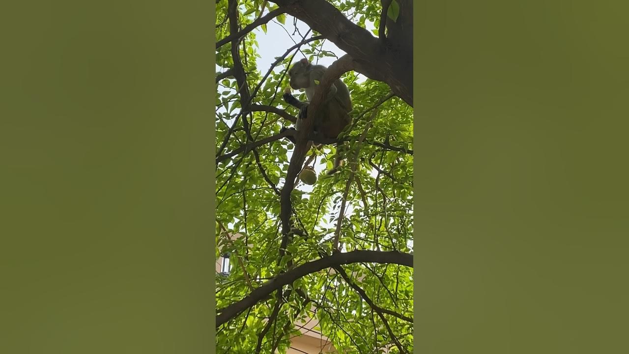 SPOTTED A MONKEY IN MY GURGAON OFFICE ON TUESDAY 🦾 YouTube