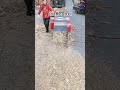 Whatsapp: wa.me/+8613623835593 #Pelletizer#agricultural machinery#cultivation#chaff cutter