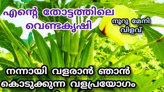 മഴക്കാല വെണ്ടകൃഷി പൊടിപൊടിക്കാം ഇത്രയും കാര്യങ്ങൾ ശ്രദ്ധിച്ചാൽ | vendakka krishi #adukkalathottam