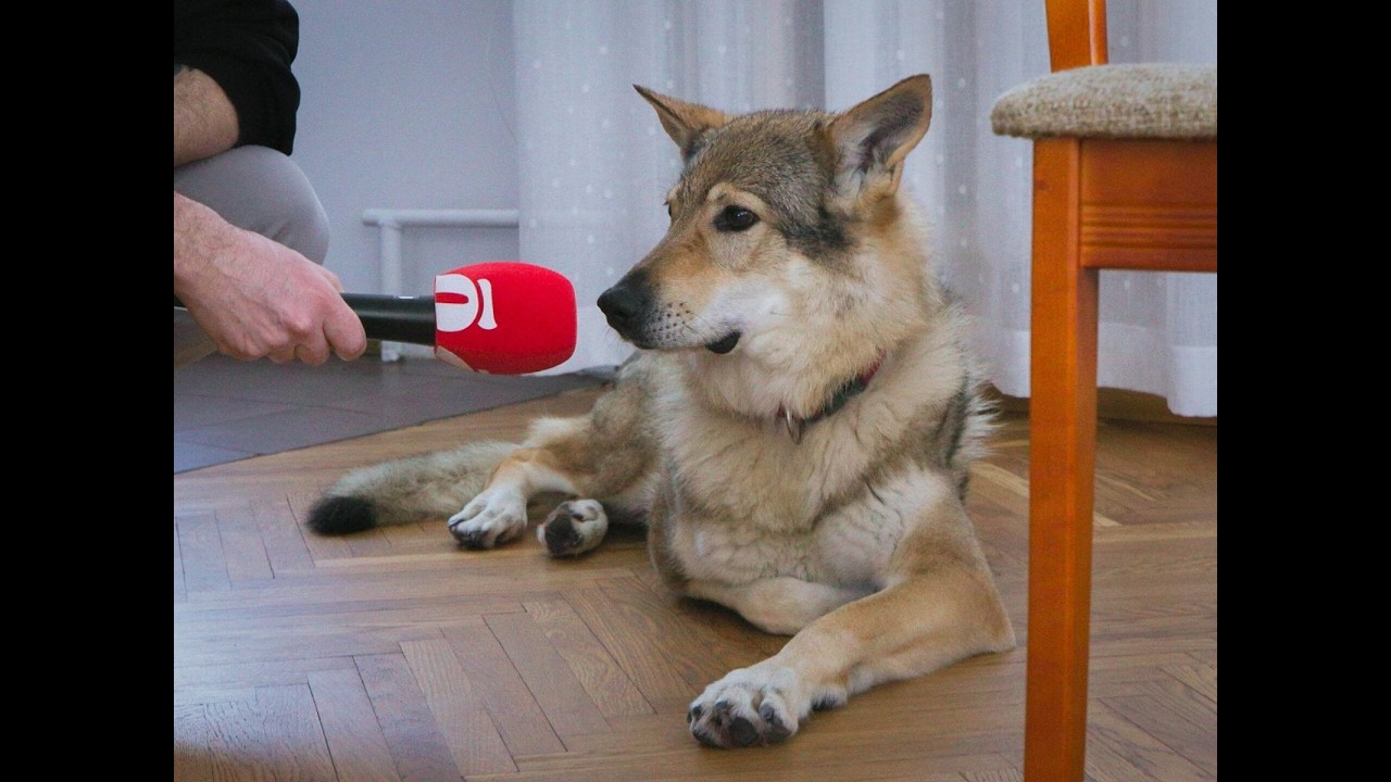 Saa tuttavaks huntkoeraga. Üks selline sai sel aastal olümpiamängude staariks!