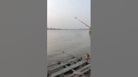 Check in điểm câu sông Cần Giờ #Shorts