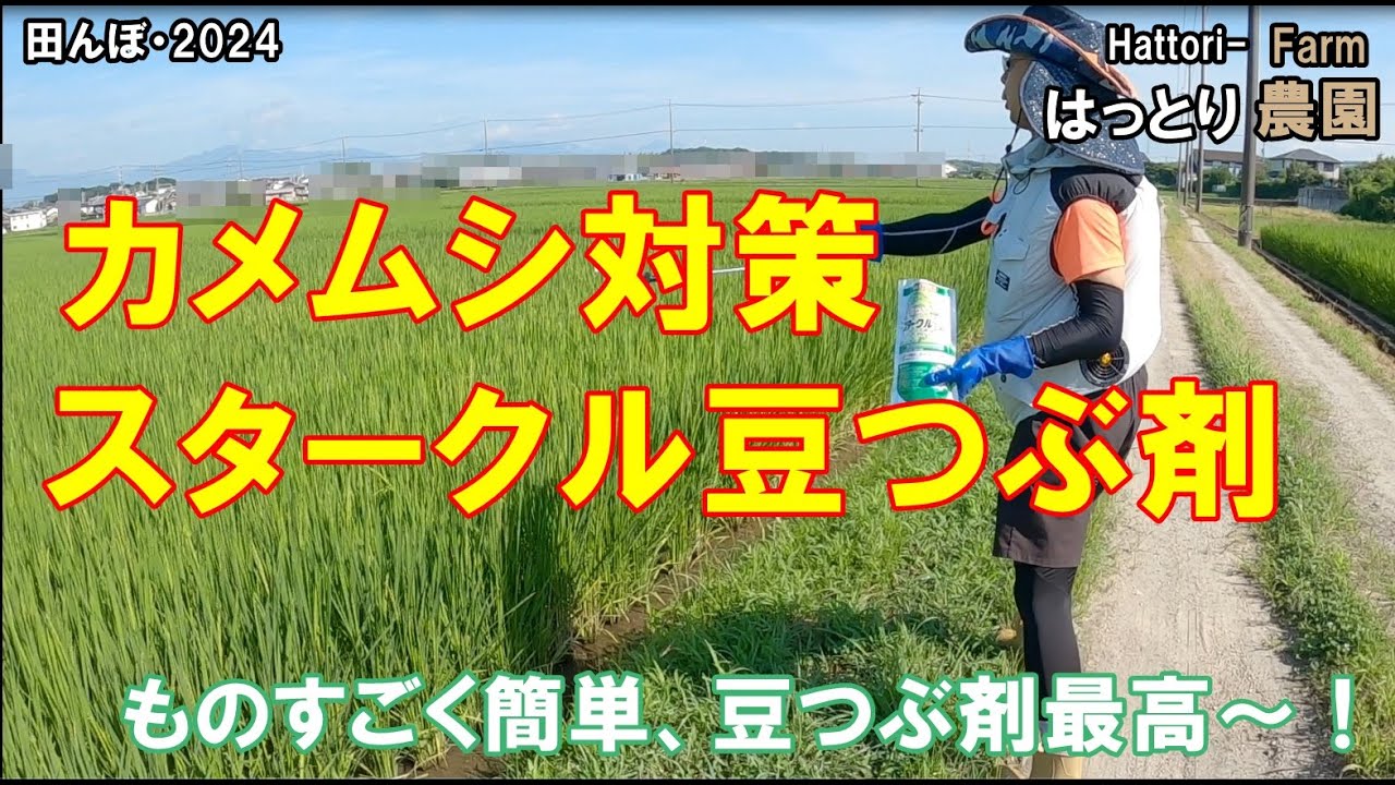 Stink bug control - Spreading Starcle bean paste in rice fields