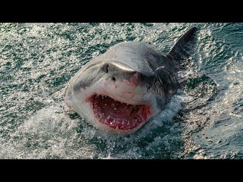 Video: How Sharks Attack Humans