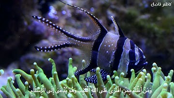 يُرِيدُونَ لِيُطْفِئُوا نُورَ اللَّهِ بِأَفْوَاهِهِمْ وَاللَّهُ مُتِمُّ نُورِهِ} القارئ رعد الكردي||