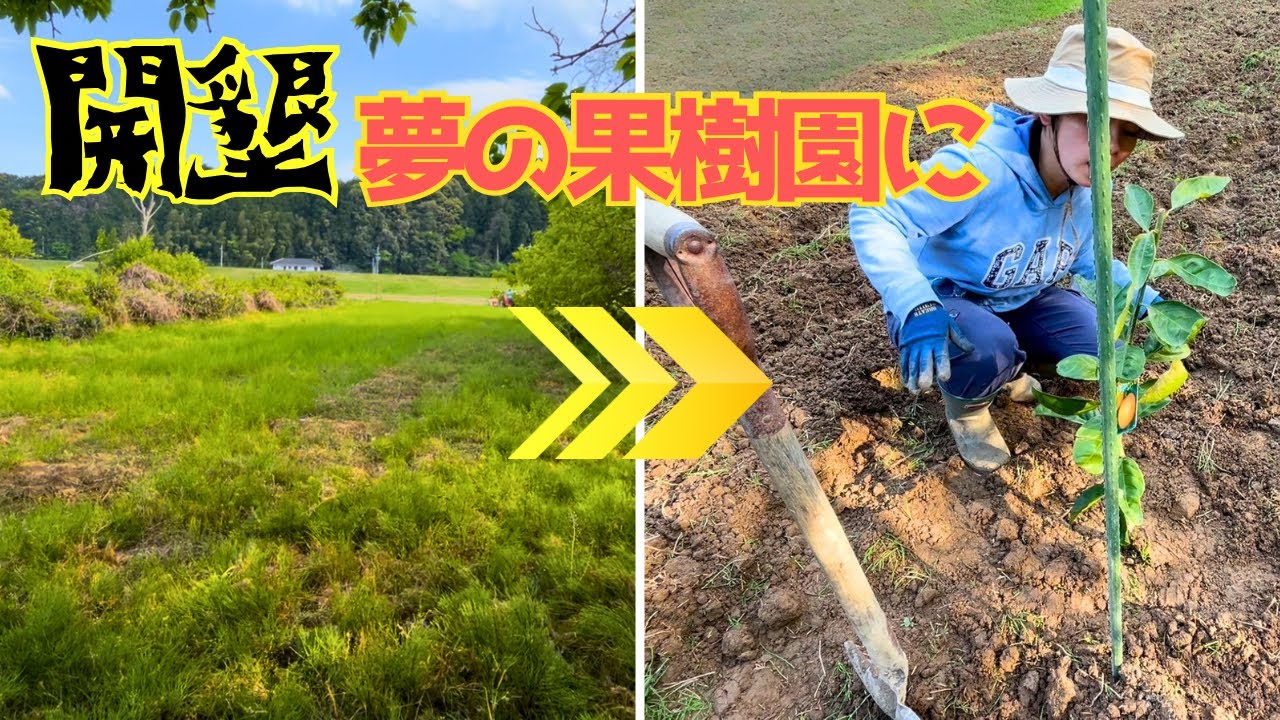 The dream of creating an orchard has begun! We tilled the field