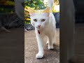 Furry friends
