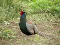 国鳥キジの鳴き声　Green Pheasant