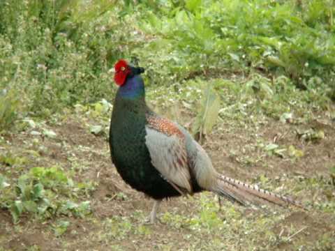 国鳥キジの鳴き声 Green Pheasant Youtube