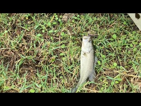 Bass fishing. First vid.