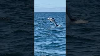 Leap for joy #whalewatching #dolphin #jump #iphone #fly #low #news #media #lunges #wildlife