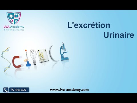 ✅ Science | L&rsquo;excrétion Urinaire - 3ème année