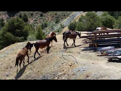 Nevada S Wild Horses Best Trains Virginia Truckee Railroad