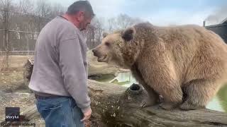 Curious Bear Makes Man P Smell Test