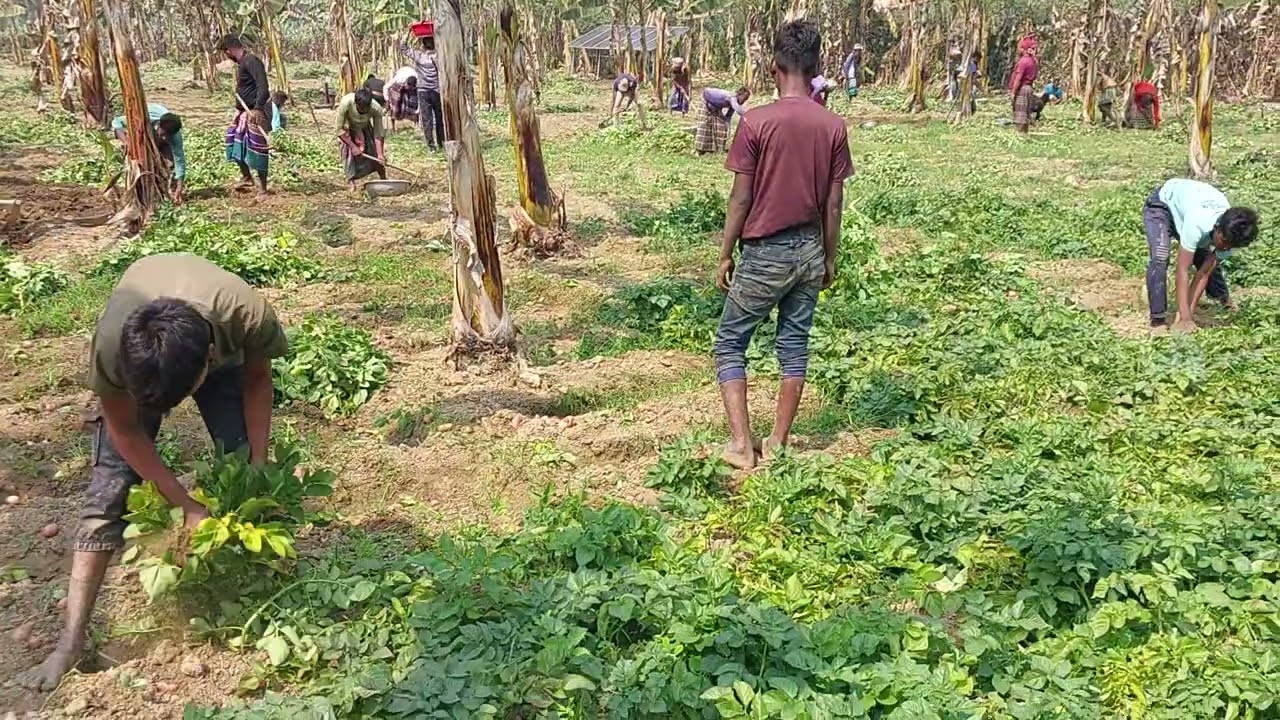 সবাই মিলে আলু তুলছে #farming 