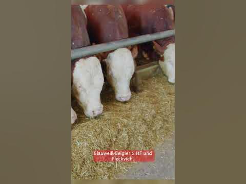 Landwirtschaft im Oldenburger Münsterland - mit Ackerbau, Hähnchenmast