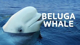 The Baby Beluga Whale In Need Of Rescuing To Survive | Endangered Ocean Wildlife Documentary