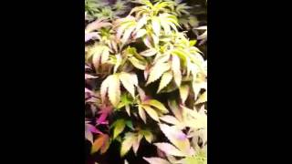 Ecosunlite CREE VS COB part 4