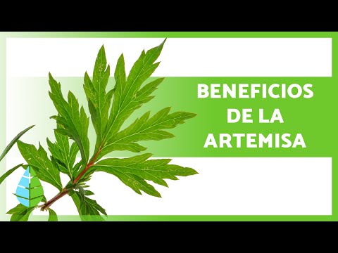 Video: ¿Qué animales comen artemisa?