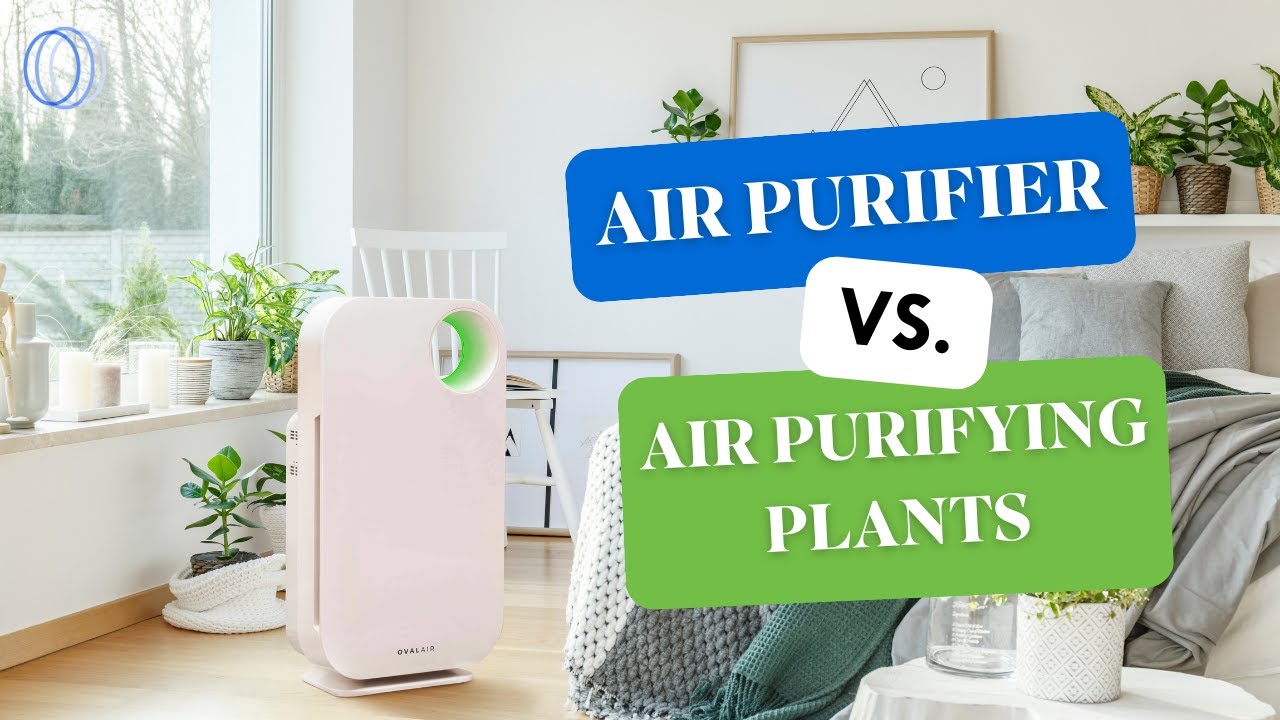 Air Purifiers vs Air Purifying Plants Which is the Best Choice for