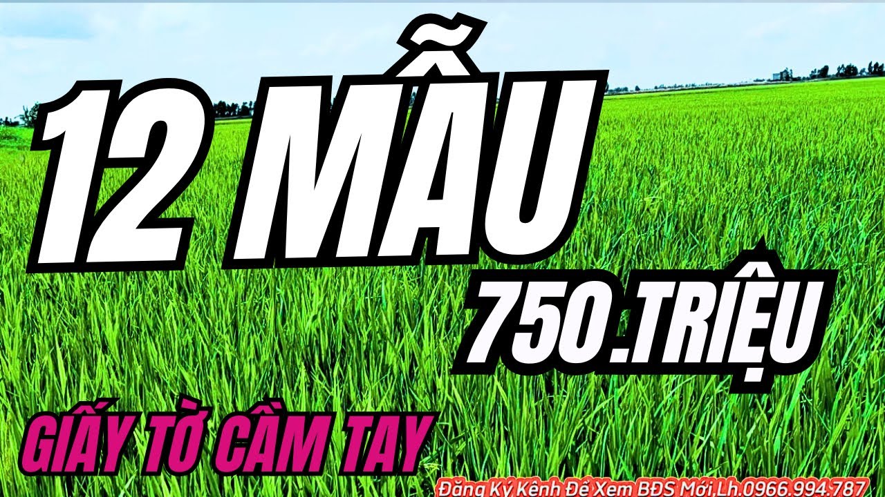 Ms181📣 BÁN GẤP LÔ ĐẤT 12 MẪU – CHỈ 750 TRIỆU/MẪU 📣